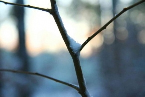 A zima je krásná - Klánovický les II