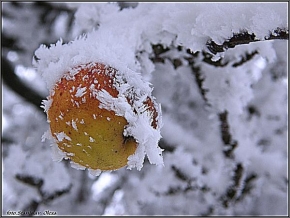 A zima je krásná - Nezklizené ovoce