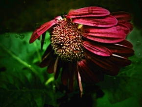 Dana Klimešová - květina