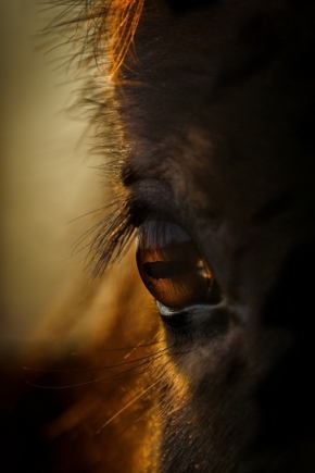 Zlatá hodinka - Exmorský Pony v západu slunce