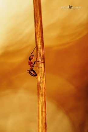 Zlatá hodinka - Večer s mravenci