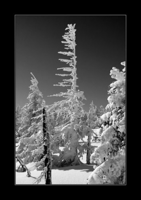 Kouzlení zimy - Fotograf roku - kreativita - Ice tree