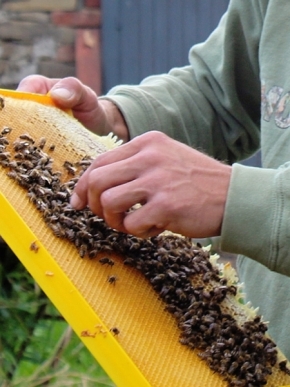 Makro – vyhraj objektiv Laowa - Včelař