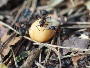 Makro – vyhraj objektiv Laowa - Kterak se mravenci o oříšek hádali