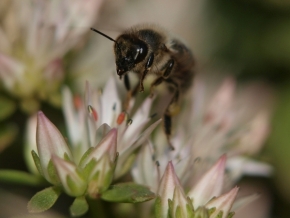 Makro – vyhraj objektiv Laowa - Včela medonosná
