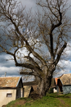#FOTOLOKACE - Dudince - Staré domy, starý strom