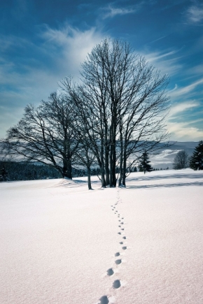 Stopy -  Fotograf roku - Kreativita - XII.kolo - Stopy ve sněhu