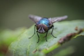 Makropříroda - Fly