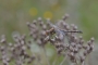 Květa Novotná -Vážka