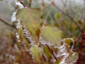 Kouzlení zimy - Ledové listy