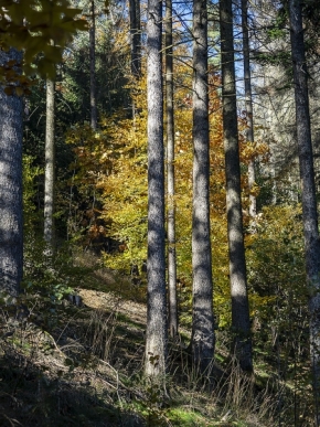 Krajina mých snů - podzim v lese