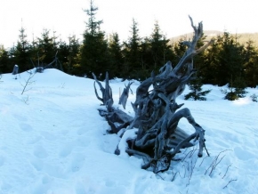 A zima je krásná - "Kořenový mužík"