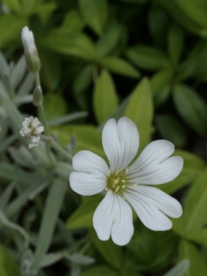 Makro – vyhraj objektiv Laowa - Bílý květ
