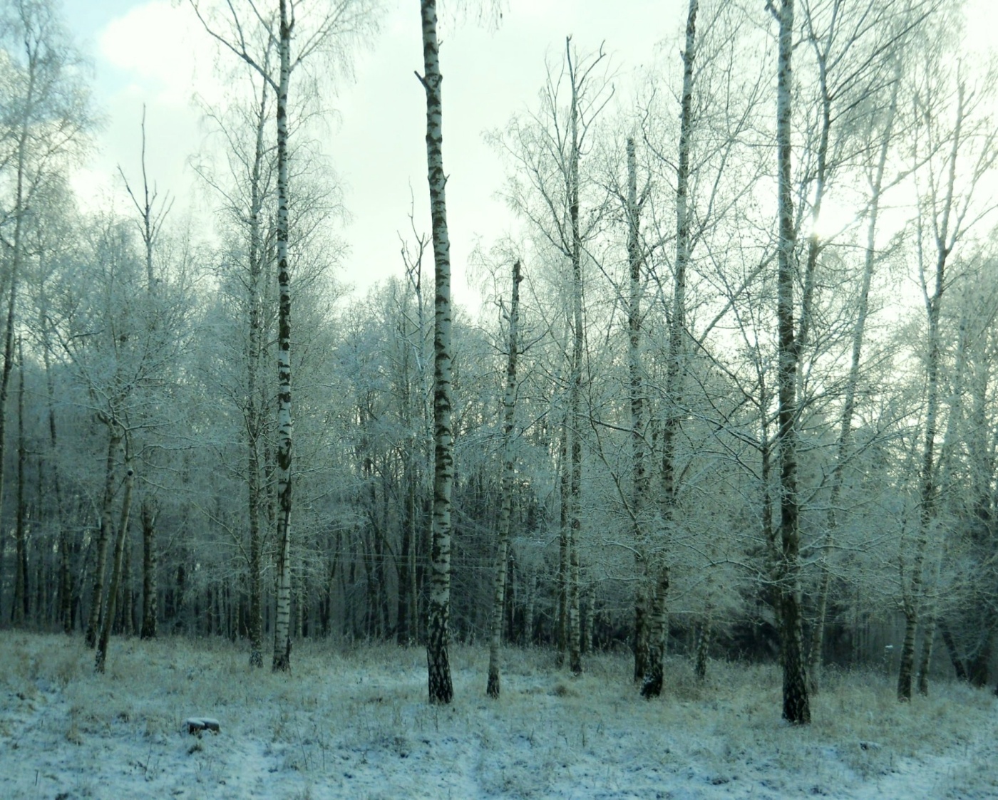 zimní les