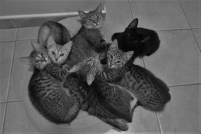 Černobílý příběh - Naše kočičí rodinka