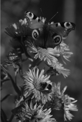 Černobílý příběh - Motýl Paví očko a čmelák