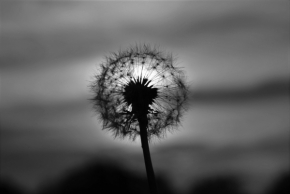 Černobílý příběh - Dandelion sunset