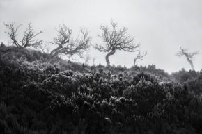 Černobílý příběh - Fotograf roku - Kreativita - III.kolo - Tančící stromy
