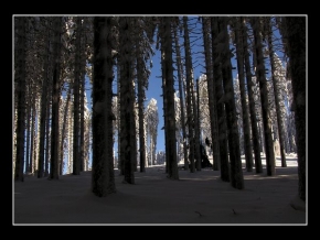 Kouzlení zimy - Les v zimním období