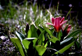 Pan neznámý - Tulipán vyšňořen na kouknutí