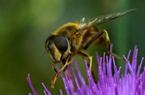 Makropříroda - Včelička