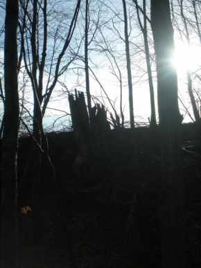 Ondřej Faldyna - Slunce za lesem