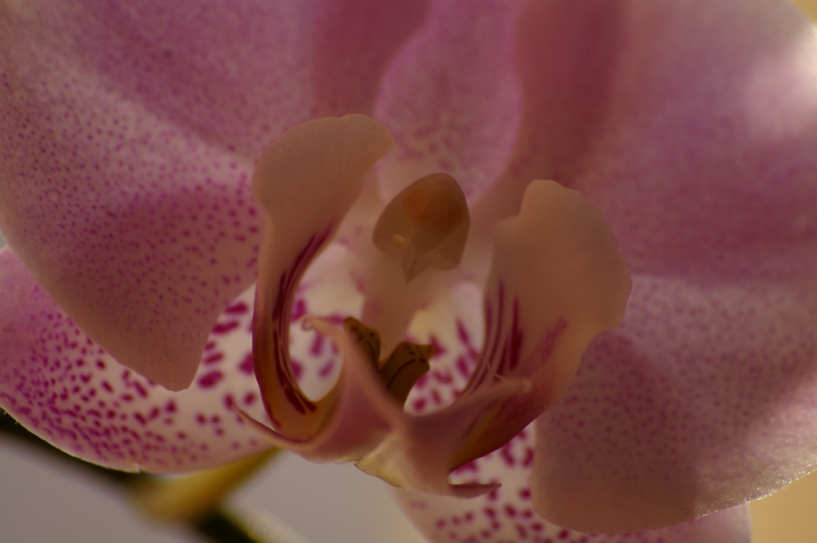 Orchidea v rannom svetle