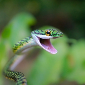 Zvířata - Hadí úsměv 
