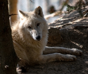 Zvířata - Vlk