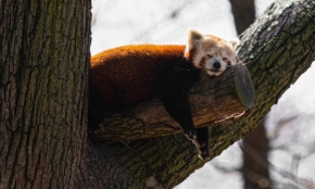 Zvířata - Panda Červená