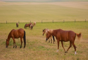 Zvířata - Koně na pastvě