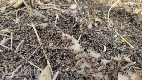 Makropříroda - Mravenci