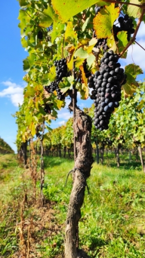 Krajinný detail - Naše milované vinohrady