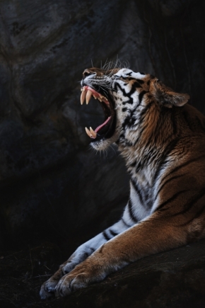 Ondřej Chvátal - Tygr ussurijský (Panthera tigris altaica)