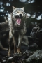 Ondřej Chvátal - Vlk eurasijský ( Canis lupus )