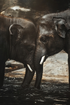 Zvířata - Slon indický (Elephas maximus)