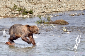 Zvířata - Medvěd na lovu