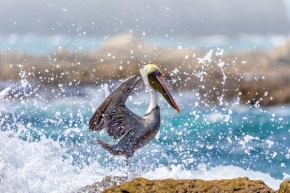 Zvířata - Pelikán hnědý, Playa Ocotal, Kostarika