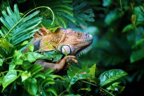 Zvířata - Leguán zelený, Tortuguero, Costa Rica