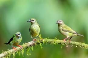Zvířata - Samice Květomila modrého, jsou paradoxně zelené, La Fortuna, Arenal Kostarika