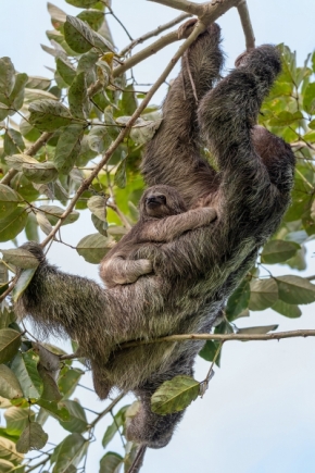 Zvířata - Lenochod tříprstý, La Fortuna, Kostarika