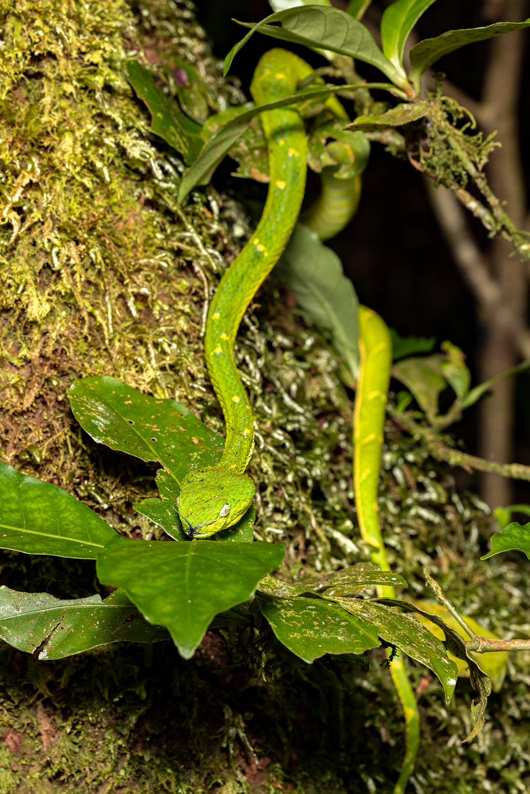 Bothriechis lateralis, Santa Elena Kostarika