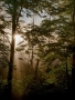 Milan Makovička -Mlhavé ráno v lese