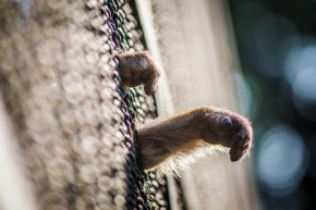 Zvířata - Vězení pro opice