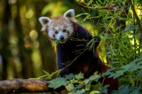 Zvířata - Panda červená z Liberce