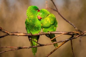 Zvířata - Zelená láska