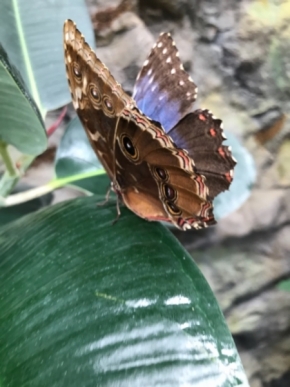 Makropříroda - motýlek