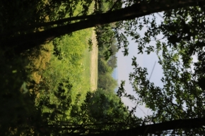 Krajinný detail - Výhled z lesa