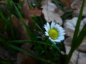 Makropříroda - jaro v podzimu 