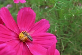 Makropříroda - Včela